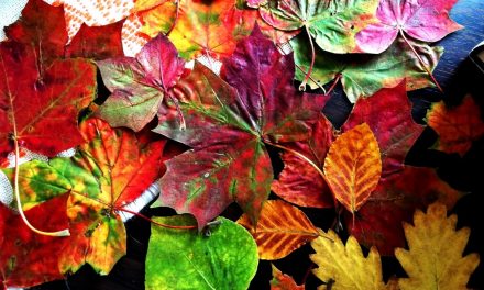 Featuring You ~ How to Preserve Fall Leaves
